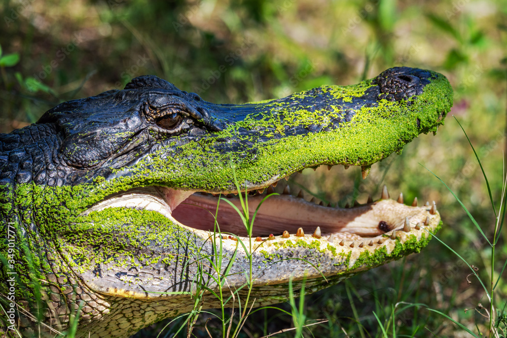 Fototapeta premium Alligator with a dirty head in Brazos Bend State Park!