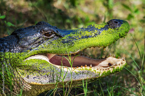 Alligator with a dirty head in Brazos Bend State Park!