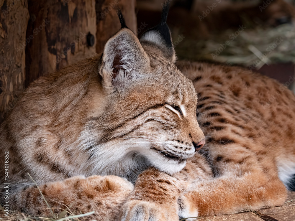 Lynx looks with predatory eyes from the shelter Lynx looks with predatory eyes from the shelter