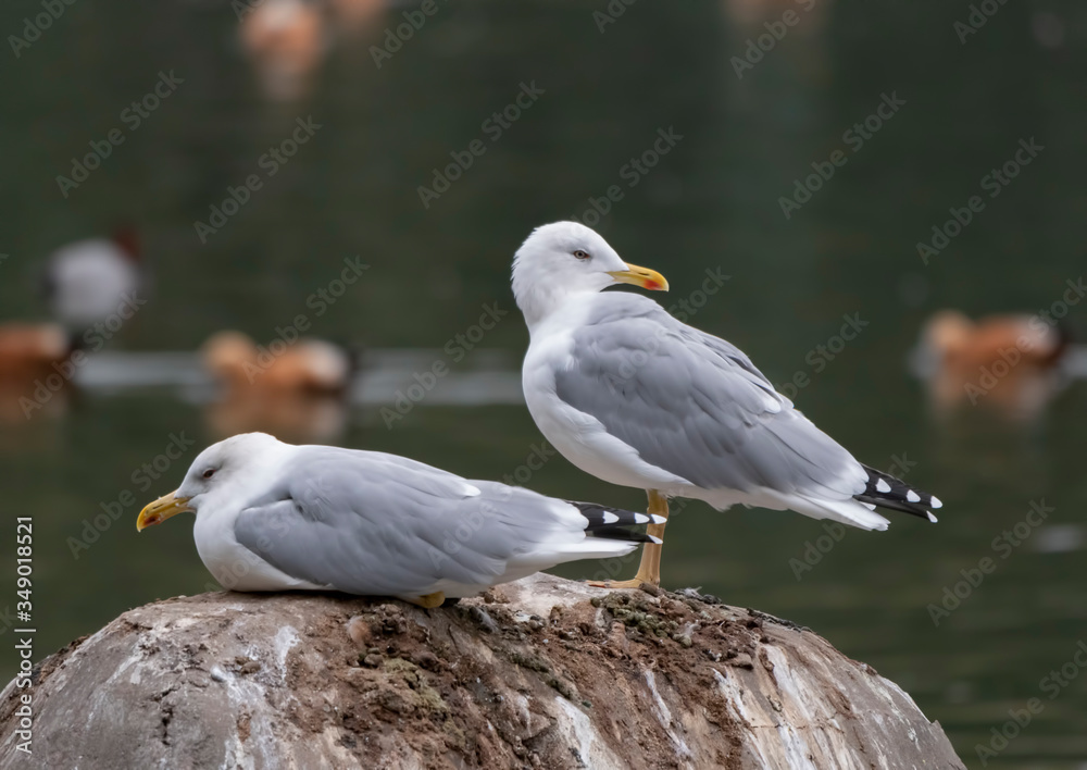 Two seagulls are sitting on a stone in the sea Two seagulls are sitting on a stone in the sea