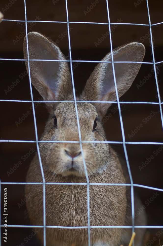 Obraz premium rabbit in the zoo