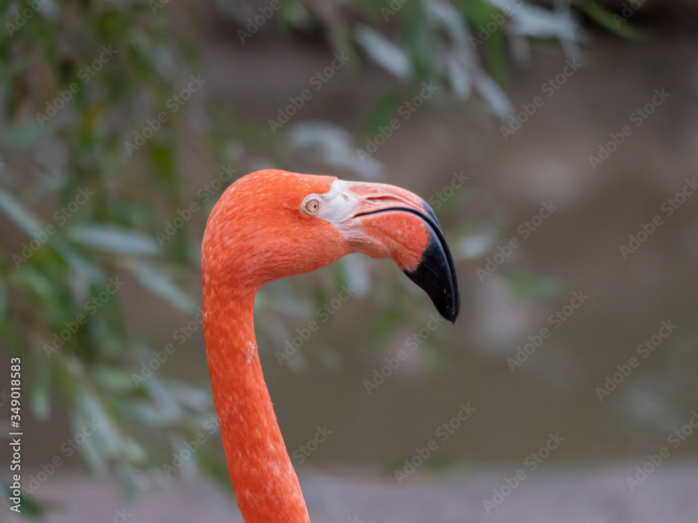 Fototapeta premium Portrait of a pink flamingo in a profile.