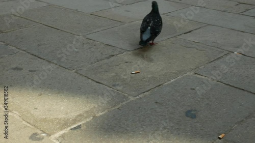 One grey pigeon walking on a city square at a sunny day in summer