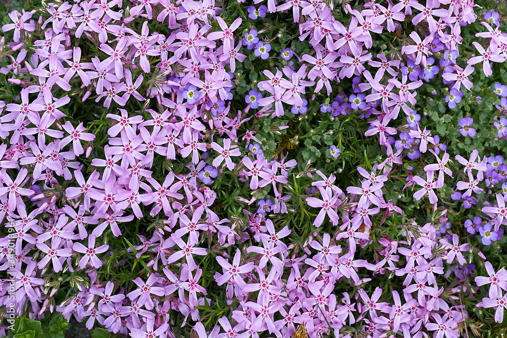 Fototapeta premium texture of spring garden small purple and pink flowers flowers