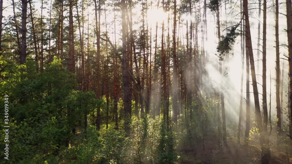 Flight in foggy summer forest on morning at dawn Flight in foggy summer forest on morning at dawn