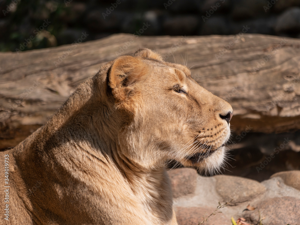 Naklejka premium Portrait lioness basking in the warm sun after dinner