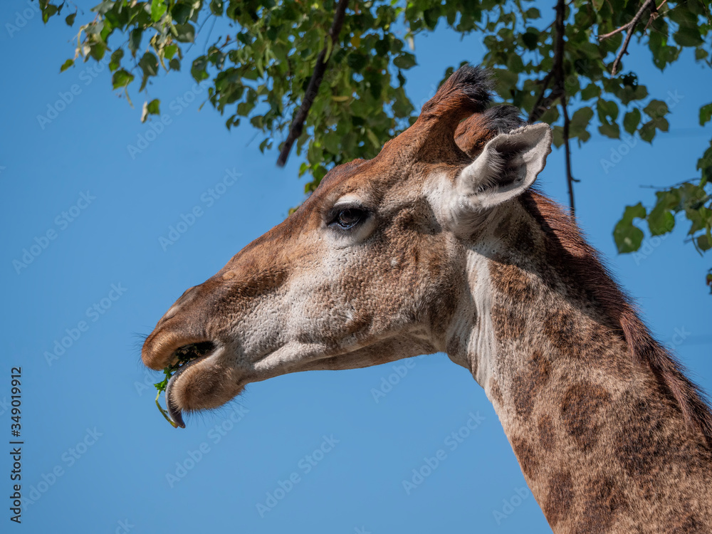 Naklejka premium Beautiful giraffe stands tall on blue sky background