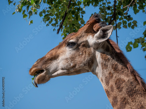 Beautiful giraffe stands tall on blue sky background