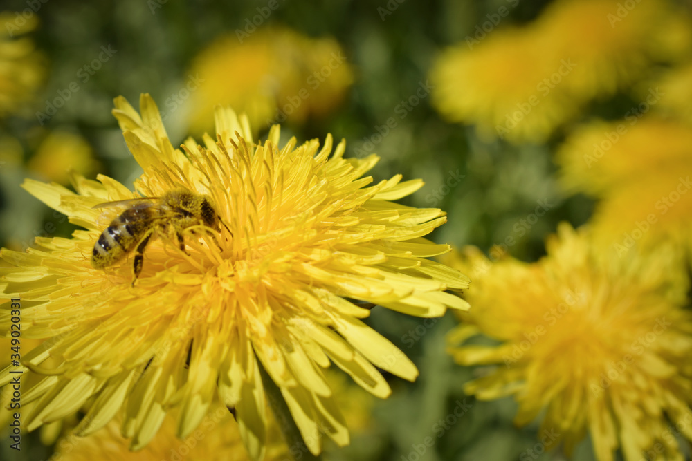 Dandelion Flowers on Summer. Honey Bee Springtime Dandelion Flowers on Summer. Honey Bee Springtime