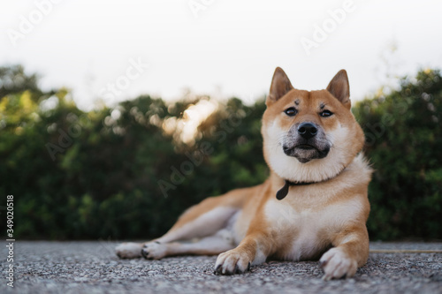 sad dog rest on green landscape, chilling calm shiba inu leisure on park, pet relaxing on nature, animal relax holiday vacation trip, mockup copy space