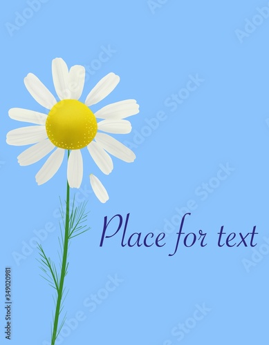 illustration with white camomile on a blue background. place for your text
