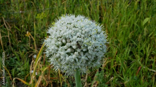 Beautiful White Allium circular globe shaped flowers blow in the wind. photo