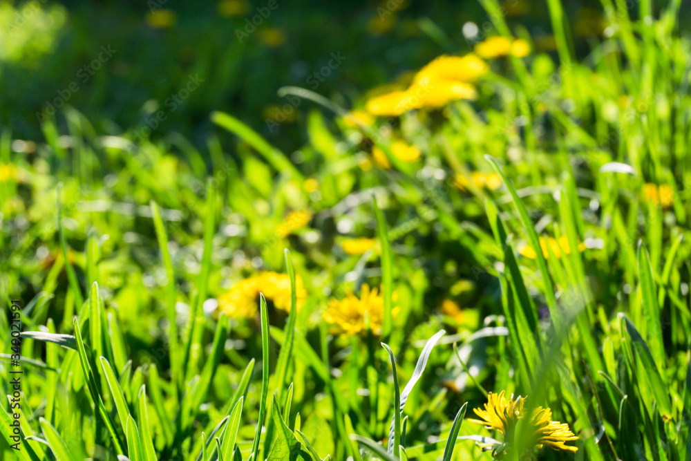 yellow dandelions in grass yellow dandelions in grass