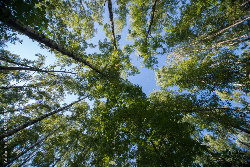 Looking up in Forest - Green Tree branches nature abstract Looking up in Forest - Green Tree branches nature abstract