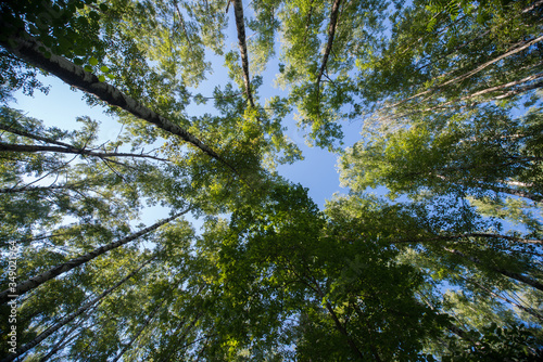 Looking up in Forest - Green Tree branches nature abstract © skrotov