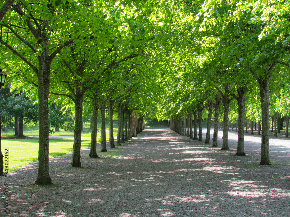 Obraz premium Ścieżka drzewa