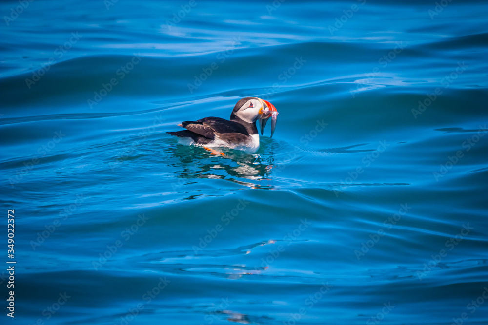 Puffin with bait in the waves in Cornwall, UK