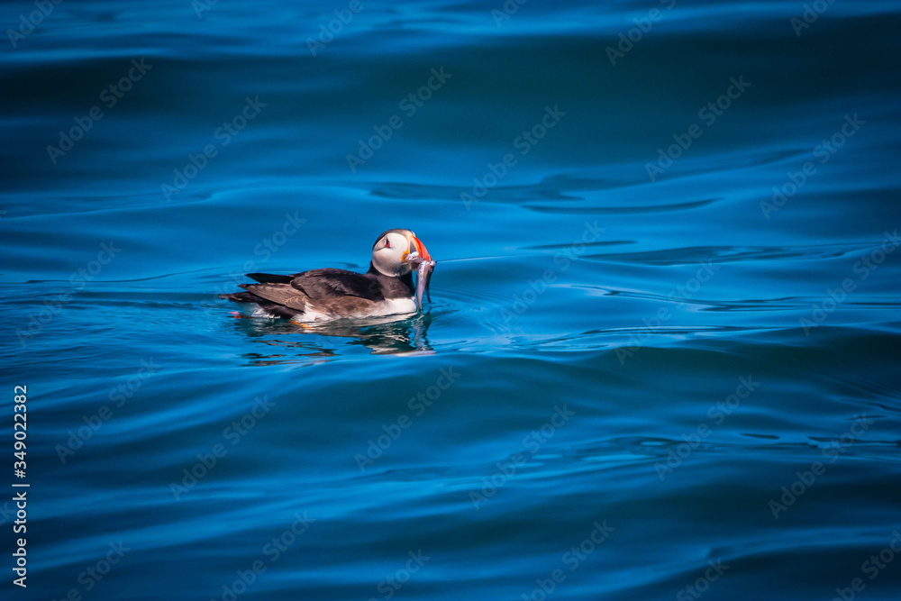 Puffin with bait in the waves in Cornwall, UK Puffin with bait in the waves in Cornwall, UK
