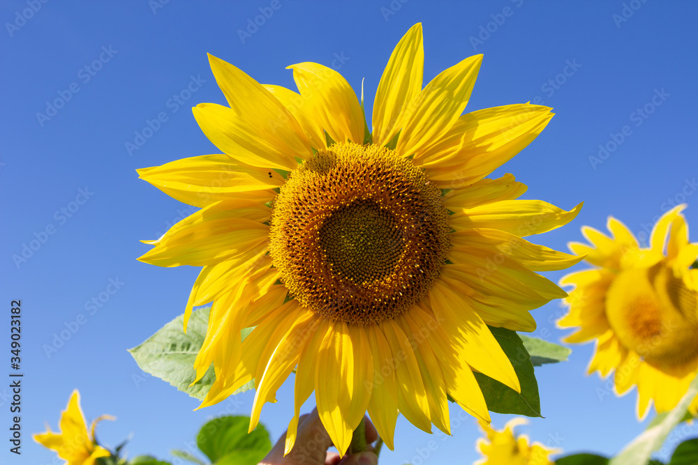 Field of blossoming sunflowers against the blue sky Field of blossoming sunflowers against the blue sky
