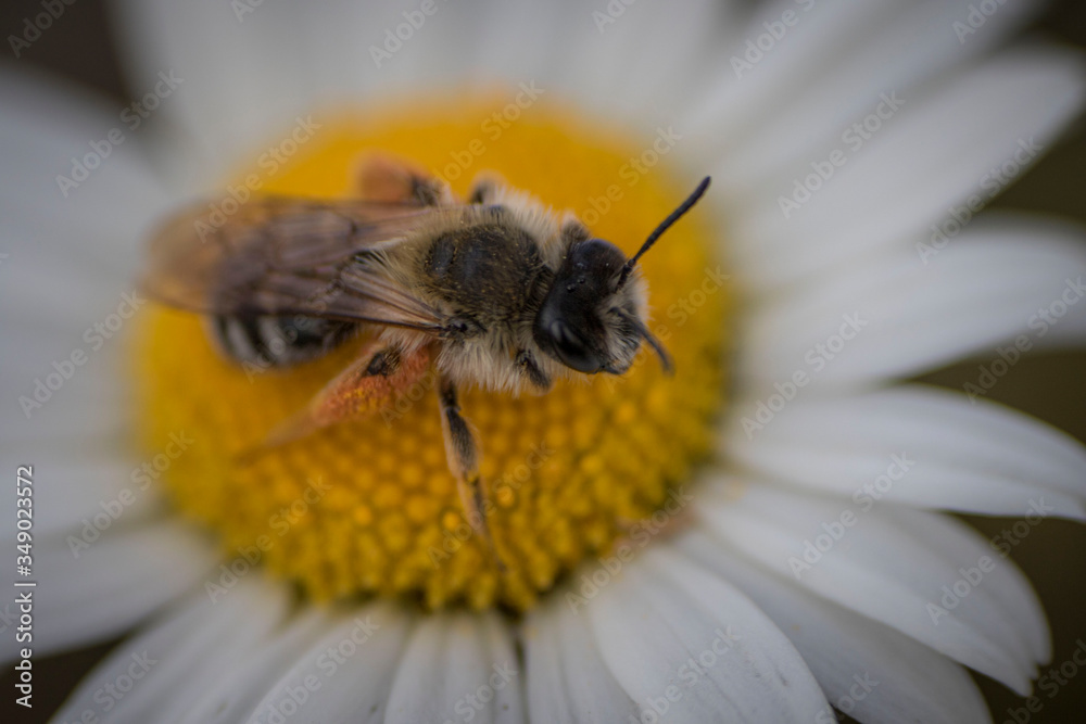 bee on yellow flower