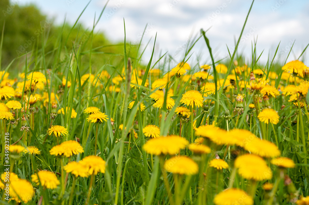 Field of bright yellow dandelions with a forest on background on a warm spring day with blurred fore and background