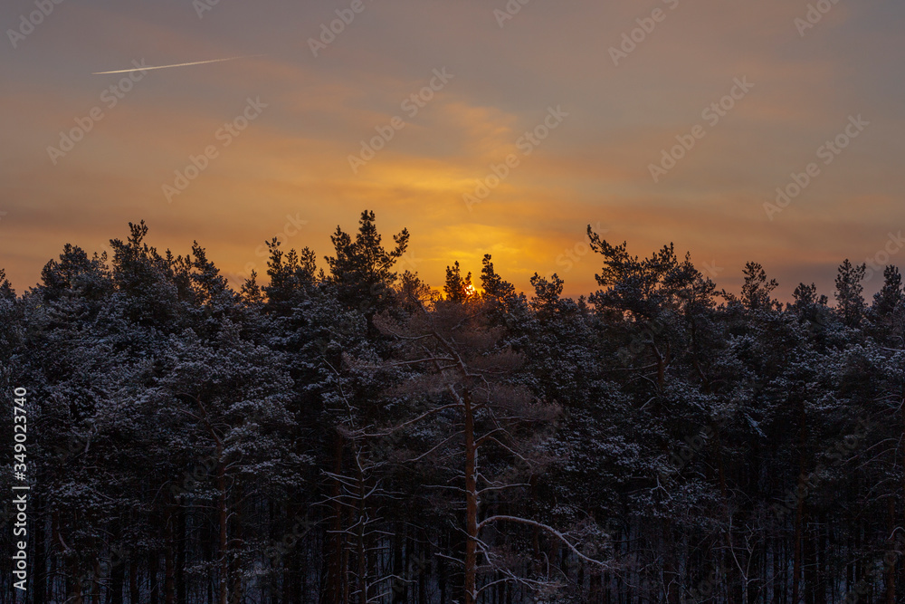 Obraz premium Sunset in the winter cold coniferous forest