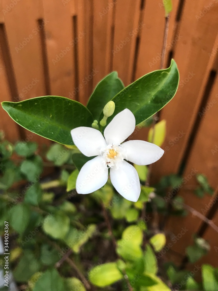 Obraz premium white frangipani flower