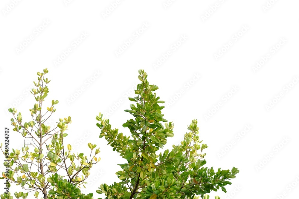 Tropical tree with leaves branches on white isolated background for green foliage backdrop Tropical tree with leaves branches on white isolated background for green foliage backdrop