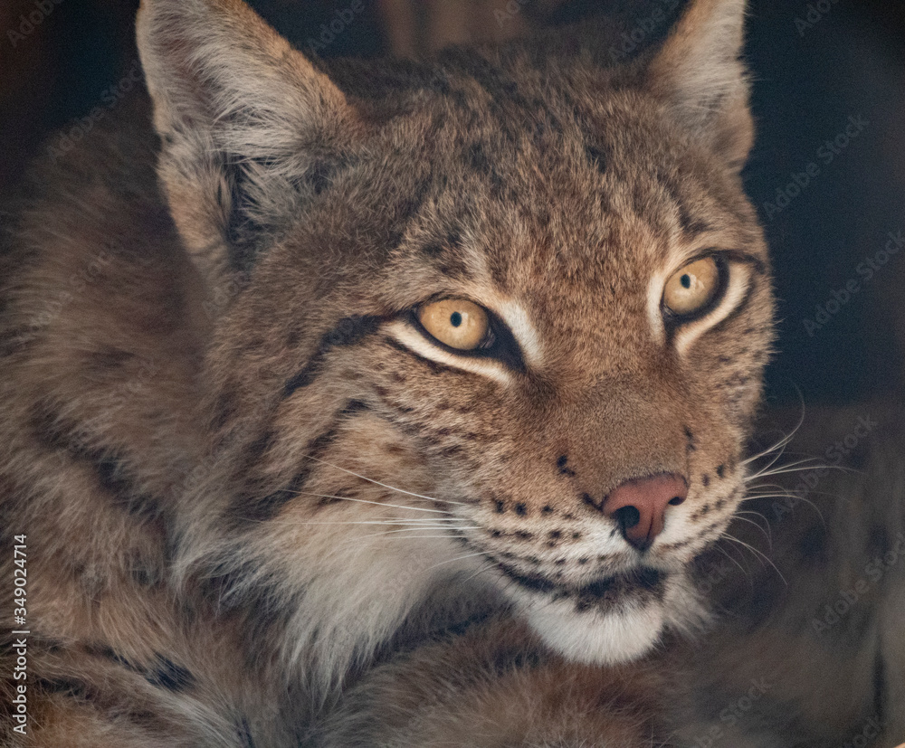 Obraz premium Lynx looks with predatory eyes from the shelter