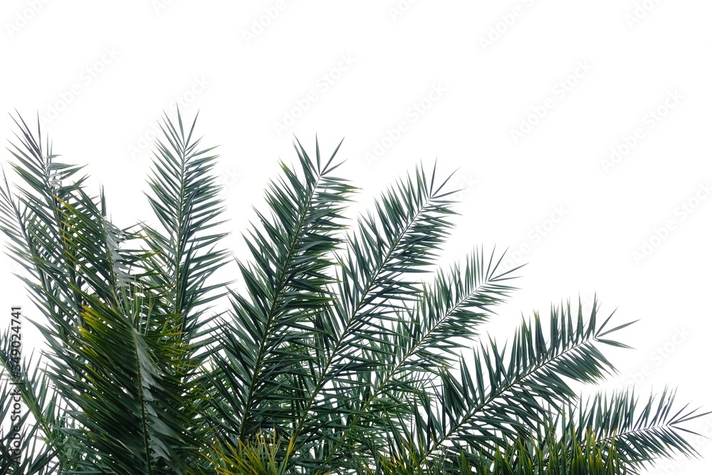 Palm leaves with branches on white isolated background for green foliage backdrop 