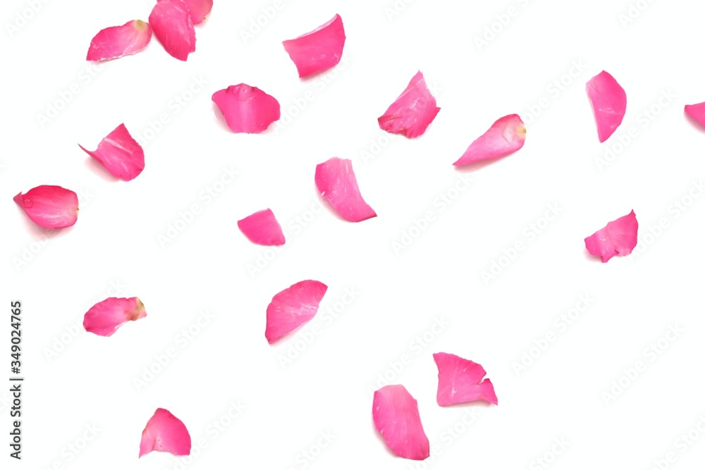 Blurred a group of sweet pink rose corolla pieces on white isolated  background,a beautiful flower backdrop Stock Photo | Adobe Stock