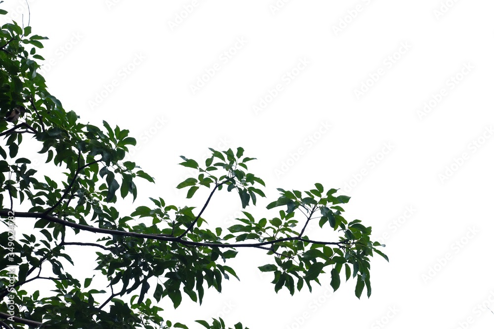 Tropical tree with leaves branches on white isolated background for green foliage backdrop Tropical tree with leaves branches on white isolated background for green foliage backdrop