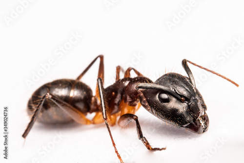camponotus major ant in a white background