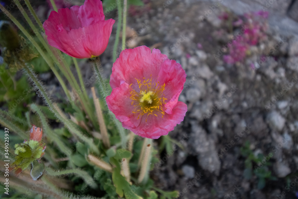 Fototapeta premium Pink Poppy