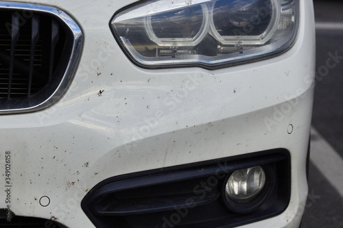 midges insects on the bumper and hood of the car