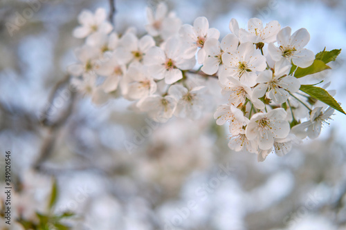 White buds of blossoming cherry cherry flowers on a branch, on a white blurred background