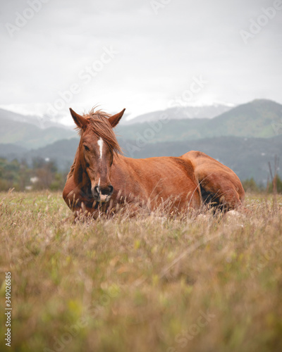 horse in the meadow