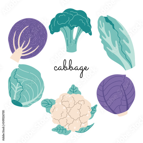 Hand drawn different type of cabbage, broccoli, cauliflower, Chinese, red and white cabbage in flat style. Vector illustration, banner template.