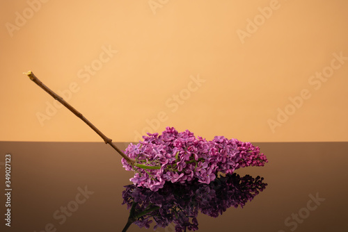 Blooming Lilac branche on reflecting surface isolated on beige background