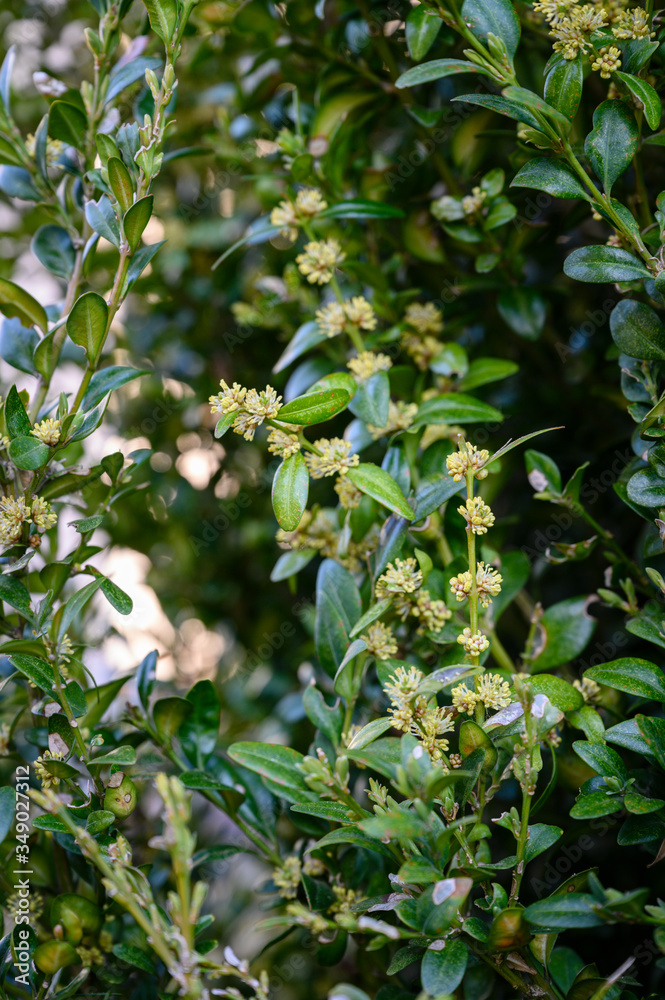 Buxus sempervirens - close-up of flowers on a boxwood bush. Buxus sempervirens - close-up of flowers on a boxwood bush.