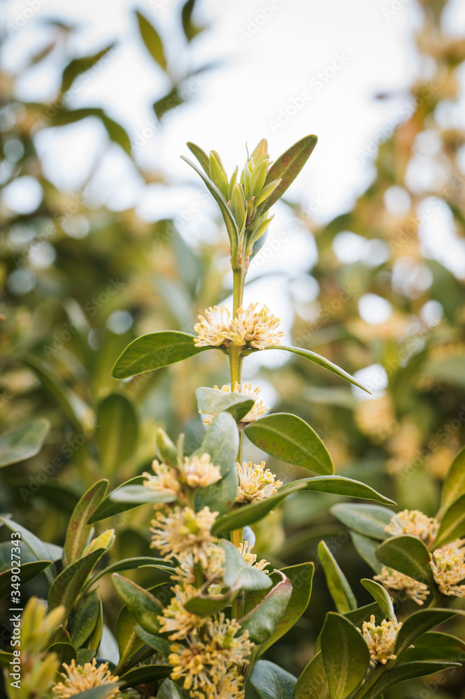 Buxus sempervirens - close-up of flowers on a boxwood bush. Buxus sempervirens - close-up of flowers on a boxwood bush.