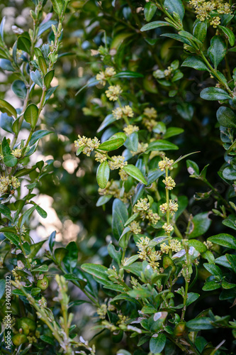 Buxus sempervirens - close-up of flowers on a boxwood bush.