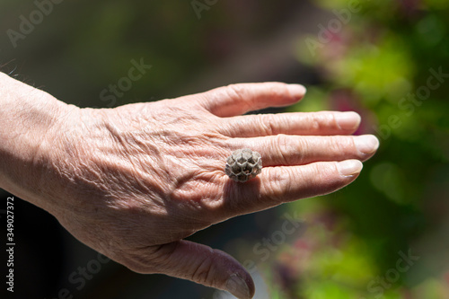 Senior people having a beehive in their hands. © mdesign