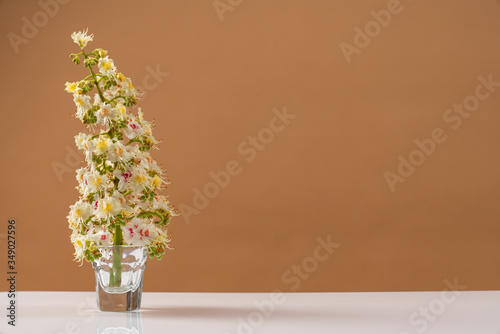 White blooming branch on a white table with beige wall on the background