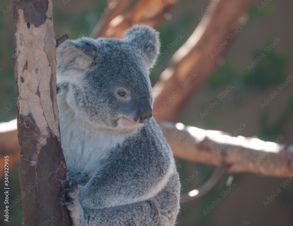 Fototapeta premium Koala Bear portrait 