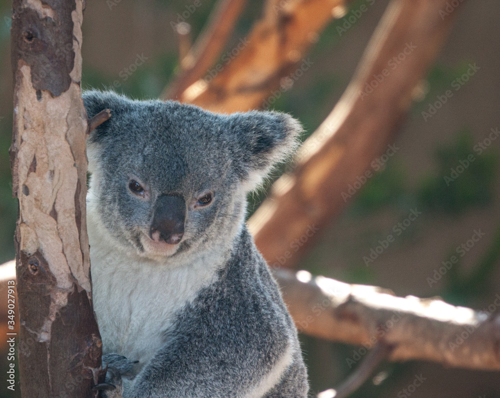 Obraz premium Koala Bear portrait 