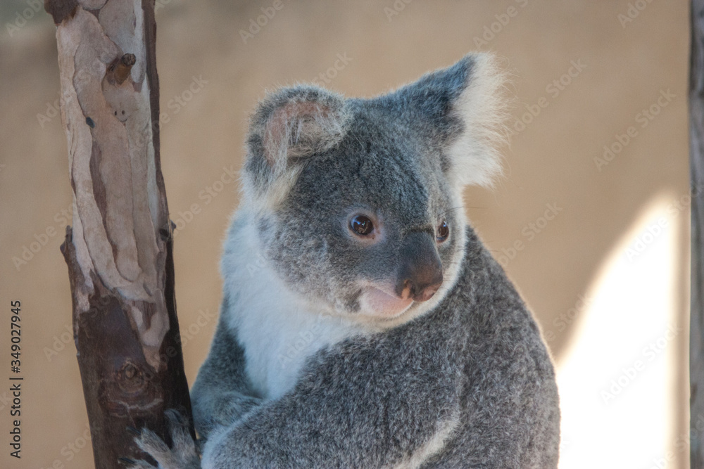 Obraz premium Koala Bear portrait 