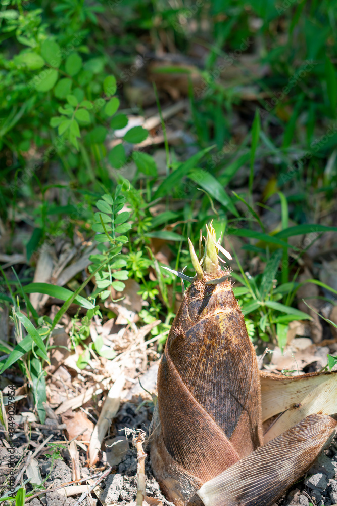 Close up of edible bamboo shoots.  