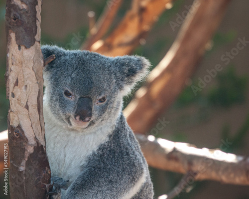 Fototapeta Naklejka Na Ścianę i Meble -  Koala Bear portrait 