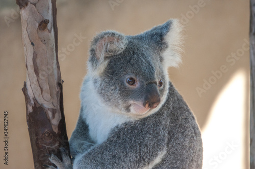 Koala Bear portrait  © Avi